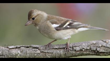 İspinoz » Common Chaffinch » Fringilla coelebs