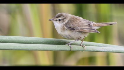 Doğu kamışçını