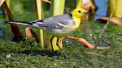 Sarıbaşlı kuyruksallayan