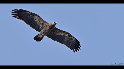 Küçük orman kartalı