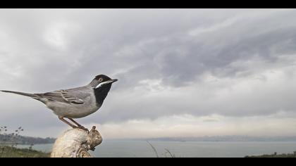 Karaboğazlı ötleğen