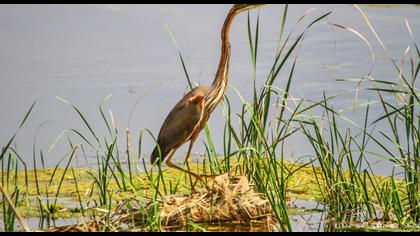 Erguvani balıkçıl