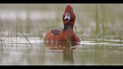 Pasbaş patka » Ferruginous Duck » Aythya nyroca