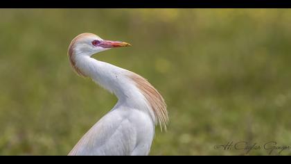 Sığır balıkçılı