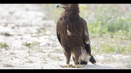 Büyük orman kartalı