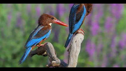 İzmir yalıçapkını