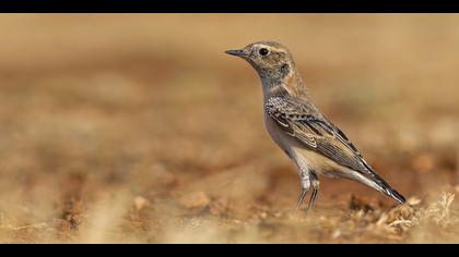 Karakulaklı kuyrukkakan