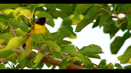 Karabaşlı kirazkuşu