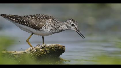 Orman düdükçünü » Wood Sandpiper » Tringa glareola
