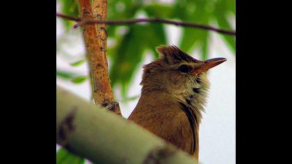 Büyük kamışçın