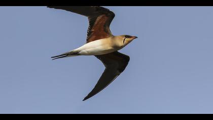 Bataklıkkırlangıcı