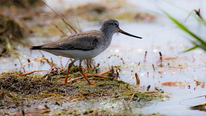 Terek düdükçünü