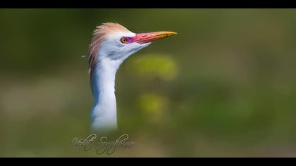 Sığır balıkçılı