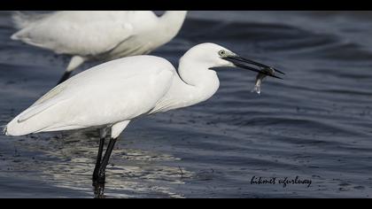 Küçük ak balıkçıl