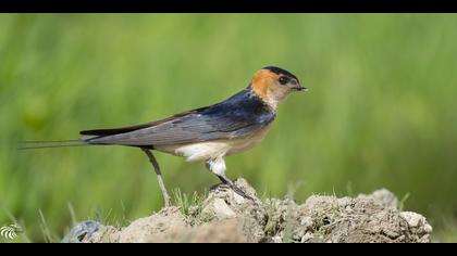 Kızıl kırlangıç