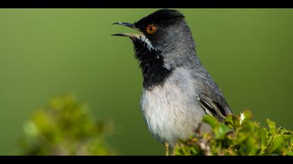 Karaboğazlı ötleğen