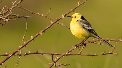 Sarıbaşlı kuyruksallayan