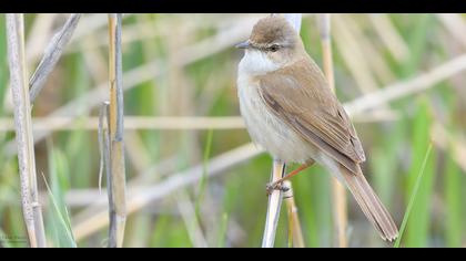 Doğu kamışçını