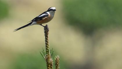 Maskeli örümcekkuşu