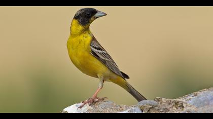 Karabaşlı kirazkuşu