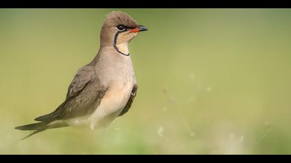 Bataklıkkırlangıcı