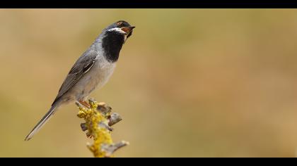Karaboğazlı ötleğen