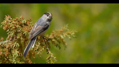 Uzunkuyruklu baştankara