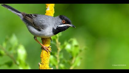 Karaboğazlı ötleğen