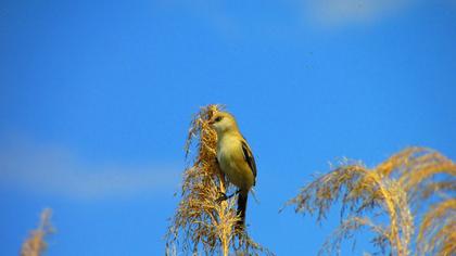 Bıyıklı baştankara