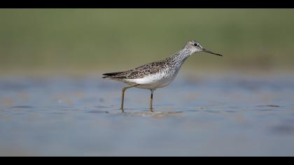 Bataklık düdükçünü