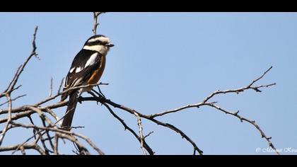 Maskeli örümcekkuşu