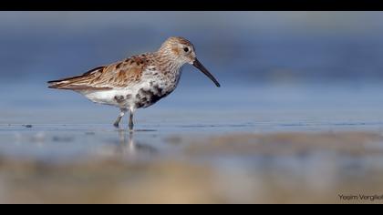 Karakarınlı kumkuşu