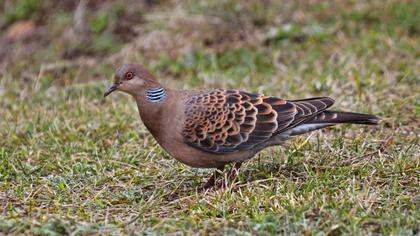 Büyük üveyik eskisi