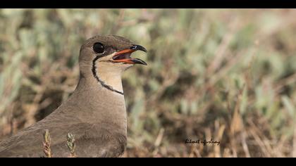 Bataklıkkırlangıcı