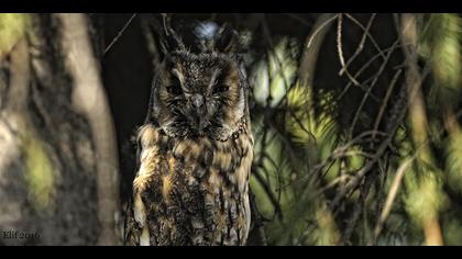 Kulaklı orman baykuşu » Long-eared Owl » Asio otus