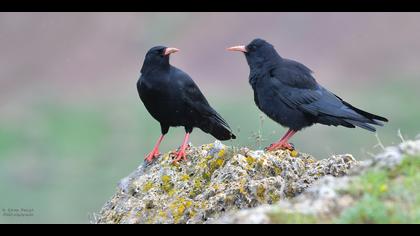 Kırmızıgagalı dağ kargası