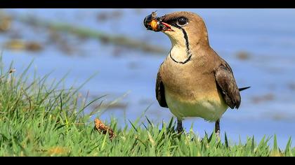 Bataklıkkırlangıcı