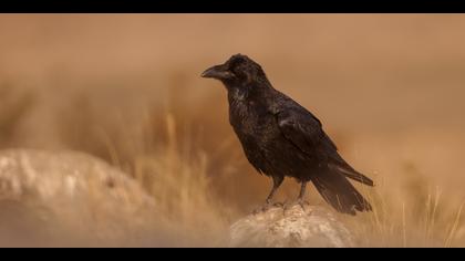 Kuzgun » Northern Raven » Corvus corax