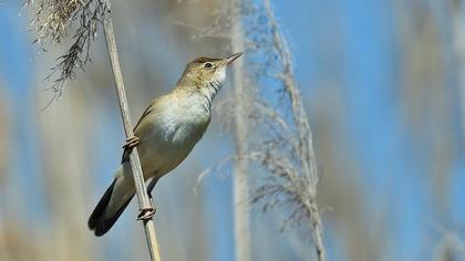 Büyük kamışçın