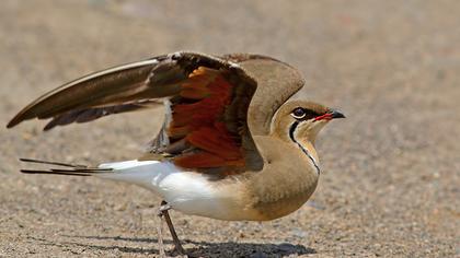 Bataklıkkırlangıcı