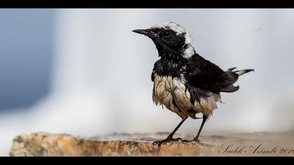Kıbrıs kuyrukkakanı