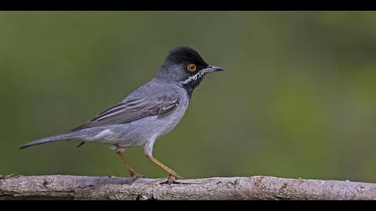 Karaboğazlı ötleğen