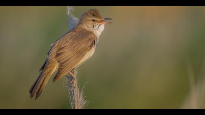 Büyük kamışçın