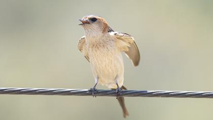 Kızıl kırlangıç