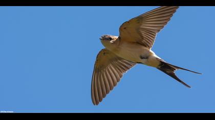 Kızıl kırlangıç