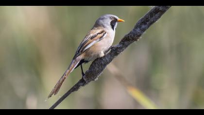 Bıyıklı baştankara » Bearded Reedling » Panurus biarmicus