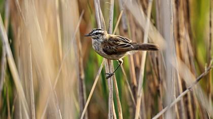 Bıyıklı kamışçın