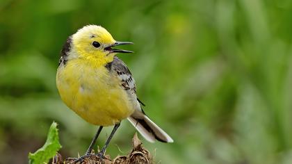 Sarıbaşlı kuyruksallayan