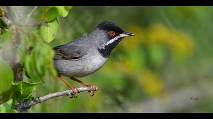Karaboğazlı ötleğen » Rüppell`s Warbler » Sylvia ruppeli