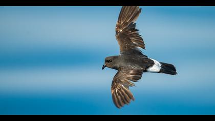 Fırtınakırlangıcı